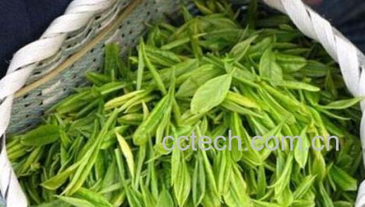 竹叶青茶特点 竹叶青茶属于什么档次-1