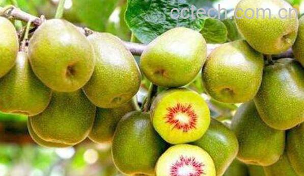 吃猕猴桃有什么好处 吃猕猴桃的功效与作用-0