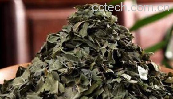 罗布麻茶的功效与禁忌-1