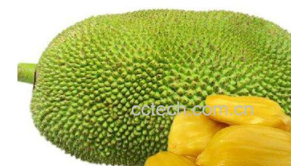 菠萝蜜怎么吃 菠萝蜜的正确食用方法-0