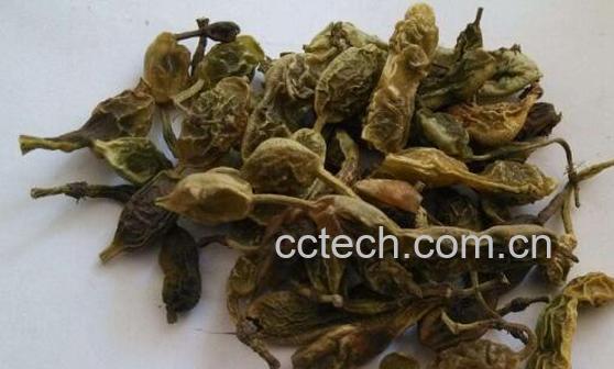 槐角茶的副作用与禁忌 槐角茶什么人不能喝-1