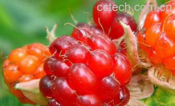 刺泡儿的功效与作用 刺泡儿的药用价值-0