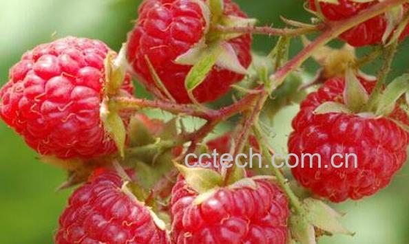 刺泡儿的功效与作用 刺泡儿的药用价值-1