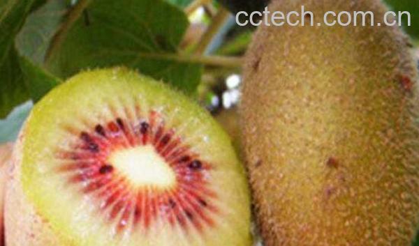 猕猴桃怎么吃减肥-1