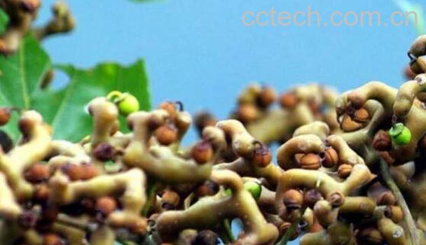 鸡爪梨的功效与作用 鸡爪梨怎么吃-0