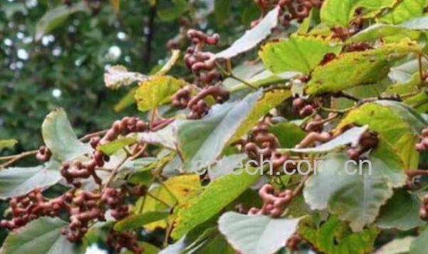 鸡爪梨的功效与作用 鸡爪梨怎么吃-1