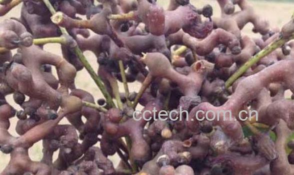 鸡爪梨泡酒有什么功效 鸡爪梨泡酒的步骤-1