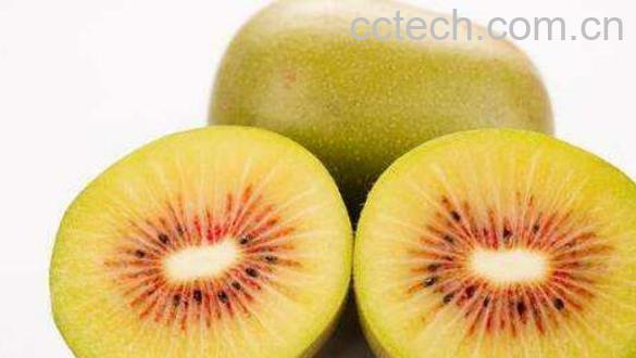 红心猕猴桃如何种植 红心猕猴桃种植方法技巧-1