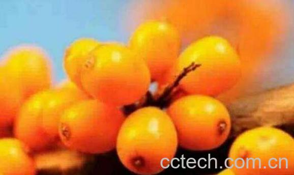 小春沙棘油是真的假的 小春沙棘油的副作用-1