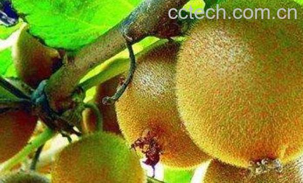 猕猴桃怎么保存 猕猴桃怎么放熟得快-0