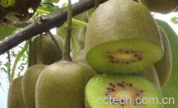 猕猴桃怎么保存 猕猴桃怎么放熟得快-1
