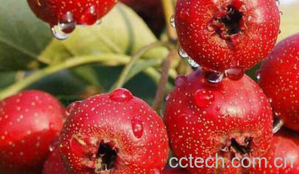 山楂的功效与作用 山楂的营养价值-0