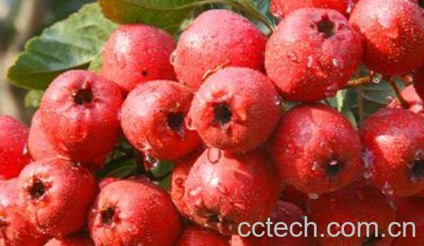 山楂的功效与作用 山楂的营养价值-1