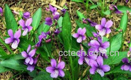 地丁泡脚的功效与作用-0