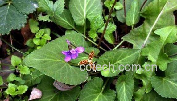 地丁泡脚的功效与作用-1