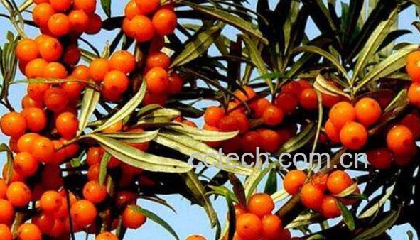 沙棘排毒的功效与作用-0