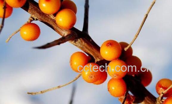 沙棘排毒的功效与作用-1