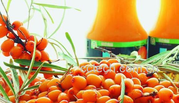 沙刺果的功效与作用 沙刺果的食用禁忌-0