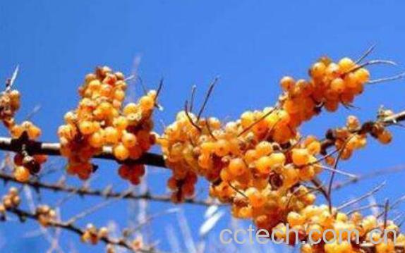 沙刺果的功效与作用 沙刺果的食用禁忌-1
