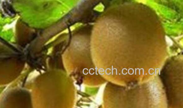 猕猴桃怎么吃 猕猴桃怎么去皮-1