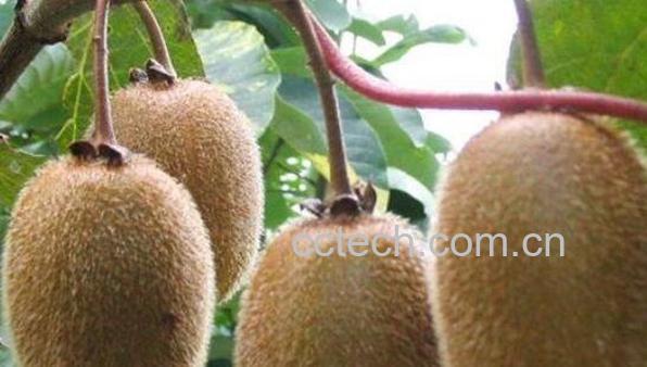 猕猴桃怎么吃 猕猴桃怎么去皮-0