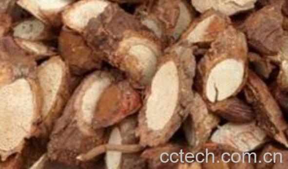 猕猴桃根的功效与作用 猕猴桃根有抗癌作用吗-0