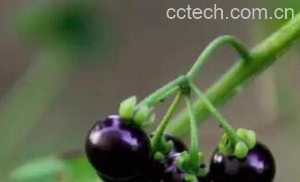 龙葵果怎么吃 龙葵果可以生吃吗-0