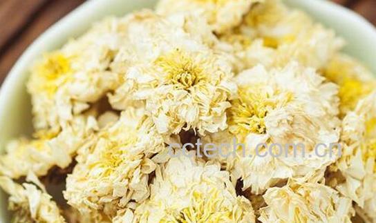 贡菊的作用与功效-0