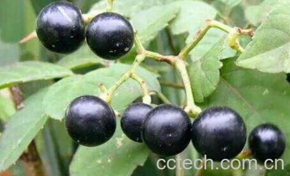 龙葵果怎么吃 龙葵果可以生吃吗-1