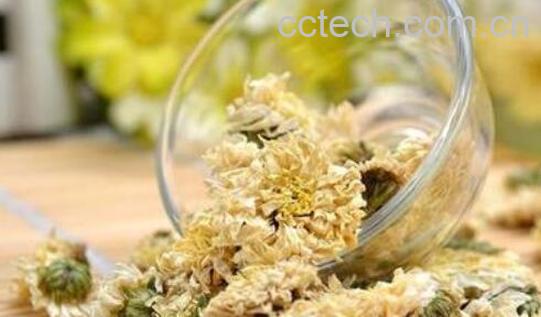 贡菊的作用与功效-1