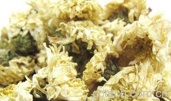 贡菊和杭白菊的区别-1