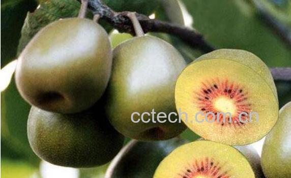 猕猴桃怎么吃好 猕猴桃的常见吃法-0