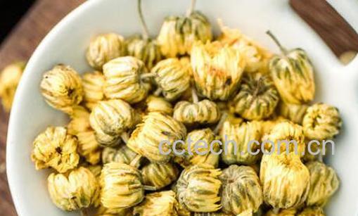 杭白菊和胎菊的区别-0