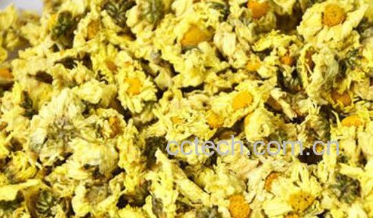 杭白菊和胎菊的区别-1