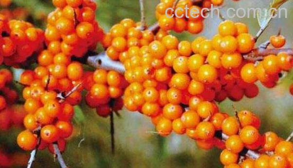 沙棘的功效与作用 沙棘怎么吃效果好-0