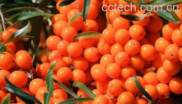 沙棘的功效与作用 沙棘怎么吃效果好-1