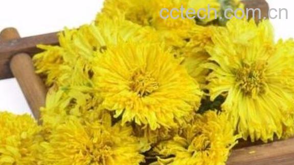 靖安皇菊的功效与作用及禁忌-1