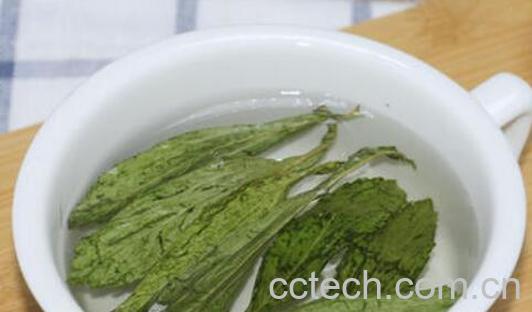 甜菊茶的功效与作用-0