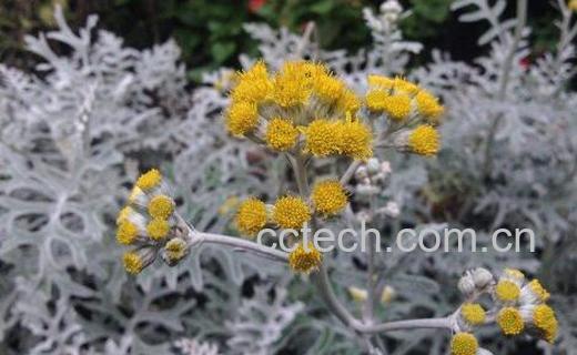 芙蓉菊的功效和作用-1