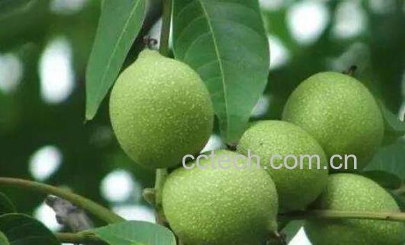 青皮核桃怎么吃 青皮核桃怎么清理-1