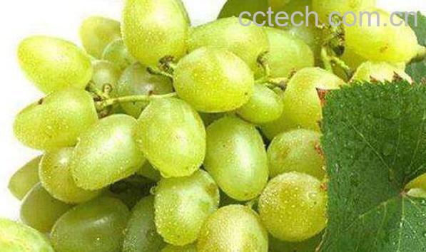 青提子的功效与作用-1