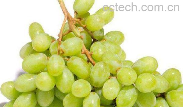 青提子的功效与作用-0