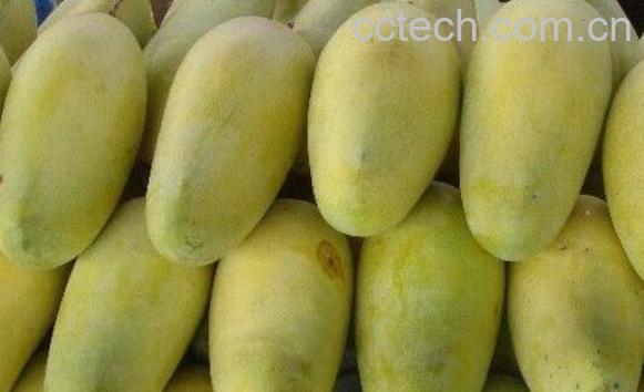 金煌芒和大青芒区别 金煌芒的吃法-0