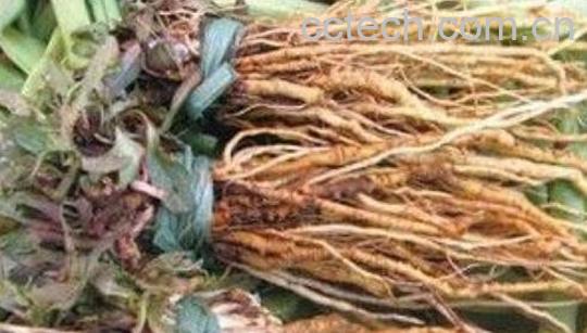 苦菜根茶如何做 苦菜根茶的制作方法-0