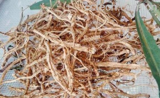 苦菜根茶如何做 苦菜根茶的制作方法-1