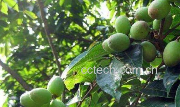 青果泡酒有什么作用 青果泡酒的功效与作用-0