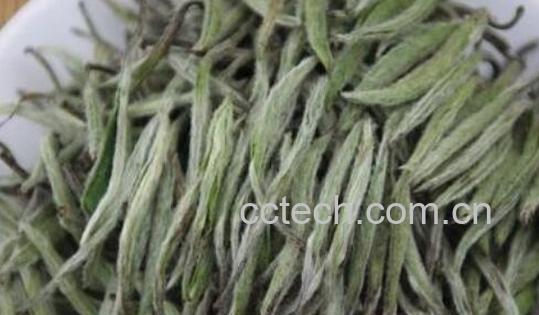 政和白茶和福鼎白茶的区别 白茶的作用-1