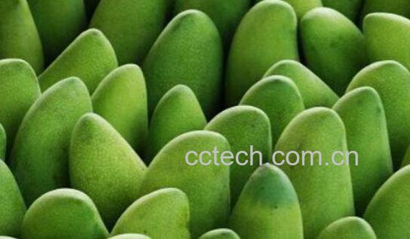 青皮芒怎么吃 青皮芒吃法图解教程-0