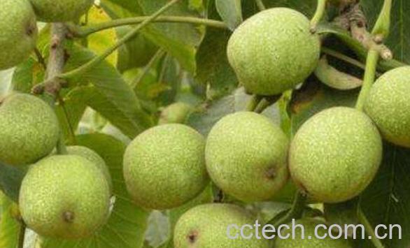  青皮核桃皮的作用与功效-1