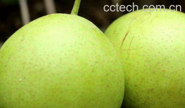 青皮梨叫什么 青皮梨的功效与作用-0